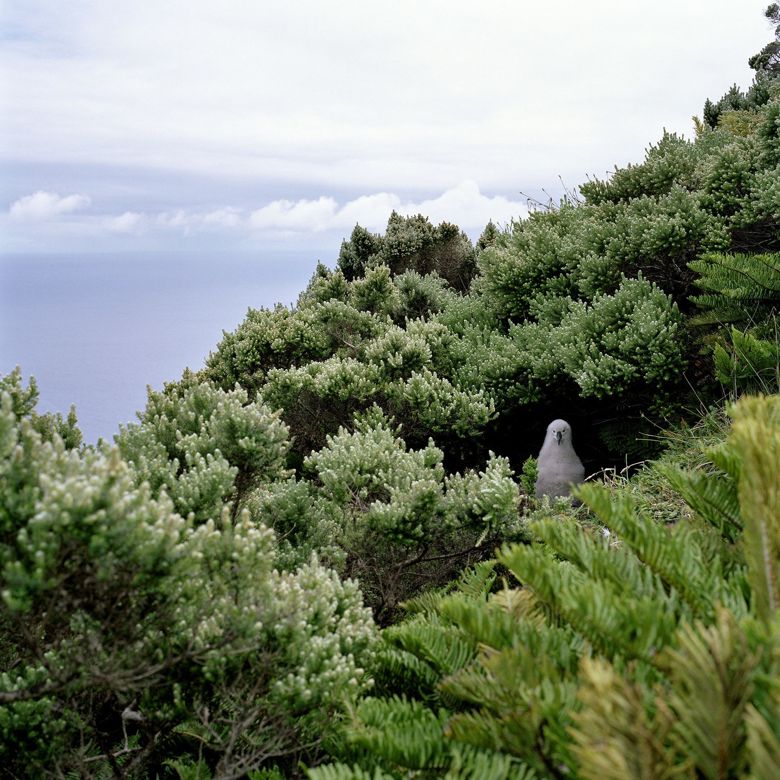 Jon Tonks, Yellow Nosed Albatross chick, Tristan da Cunha, 2011