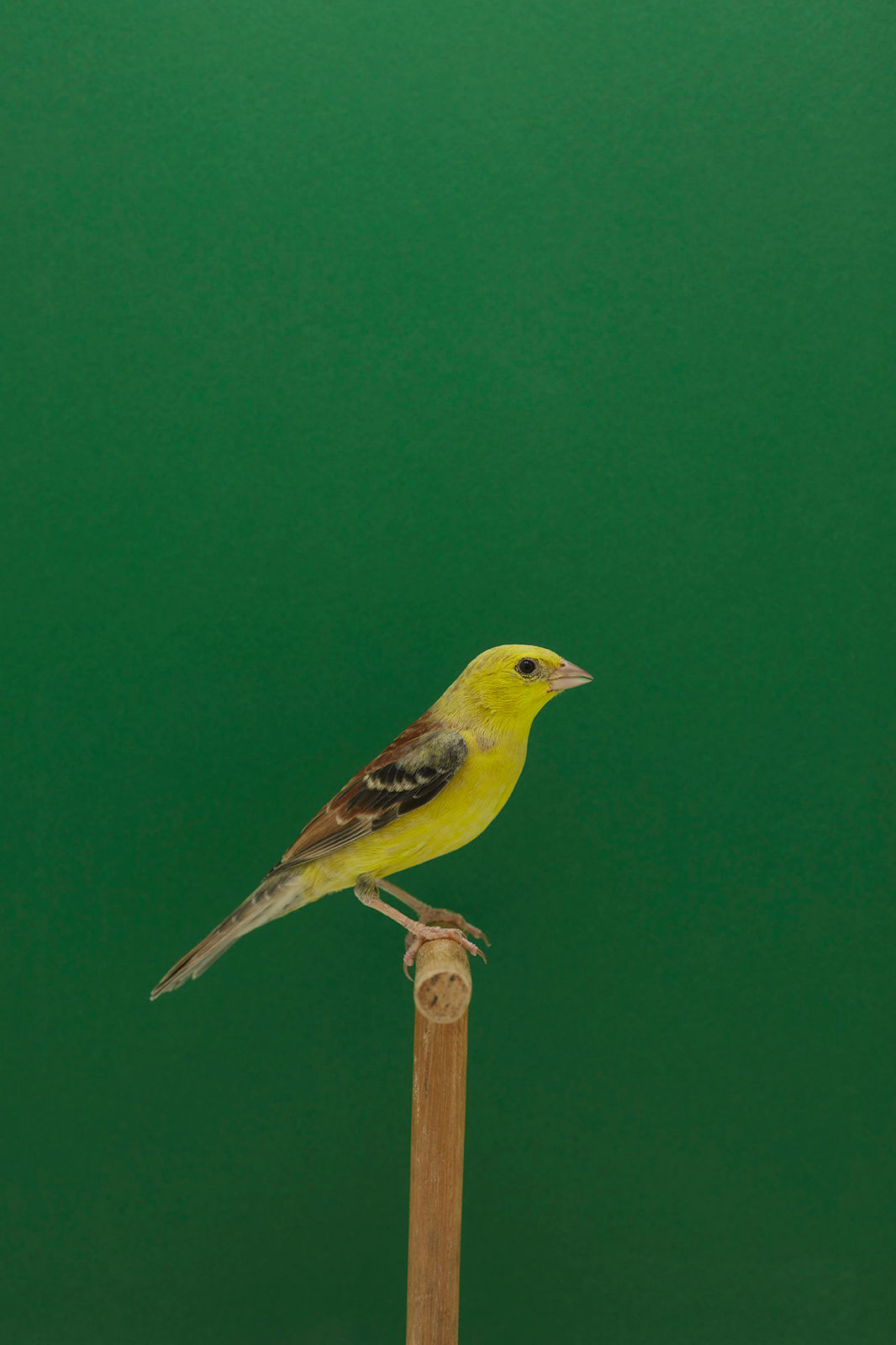 Luke Stephenson, Golden Song Sparrow #1 (Cock), 2018