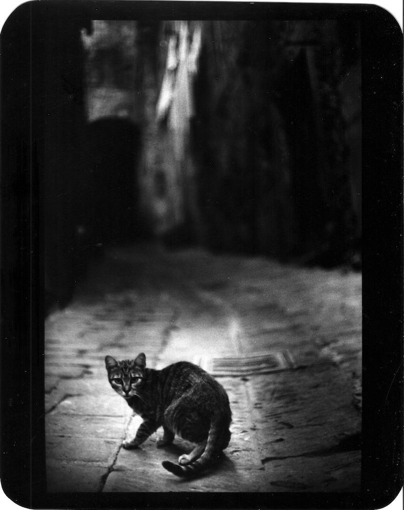 Giacomo Brunelli, Cat Alley Cortona, 2005-2009
