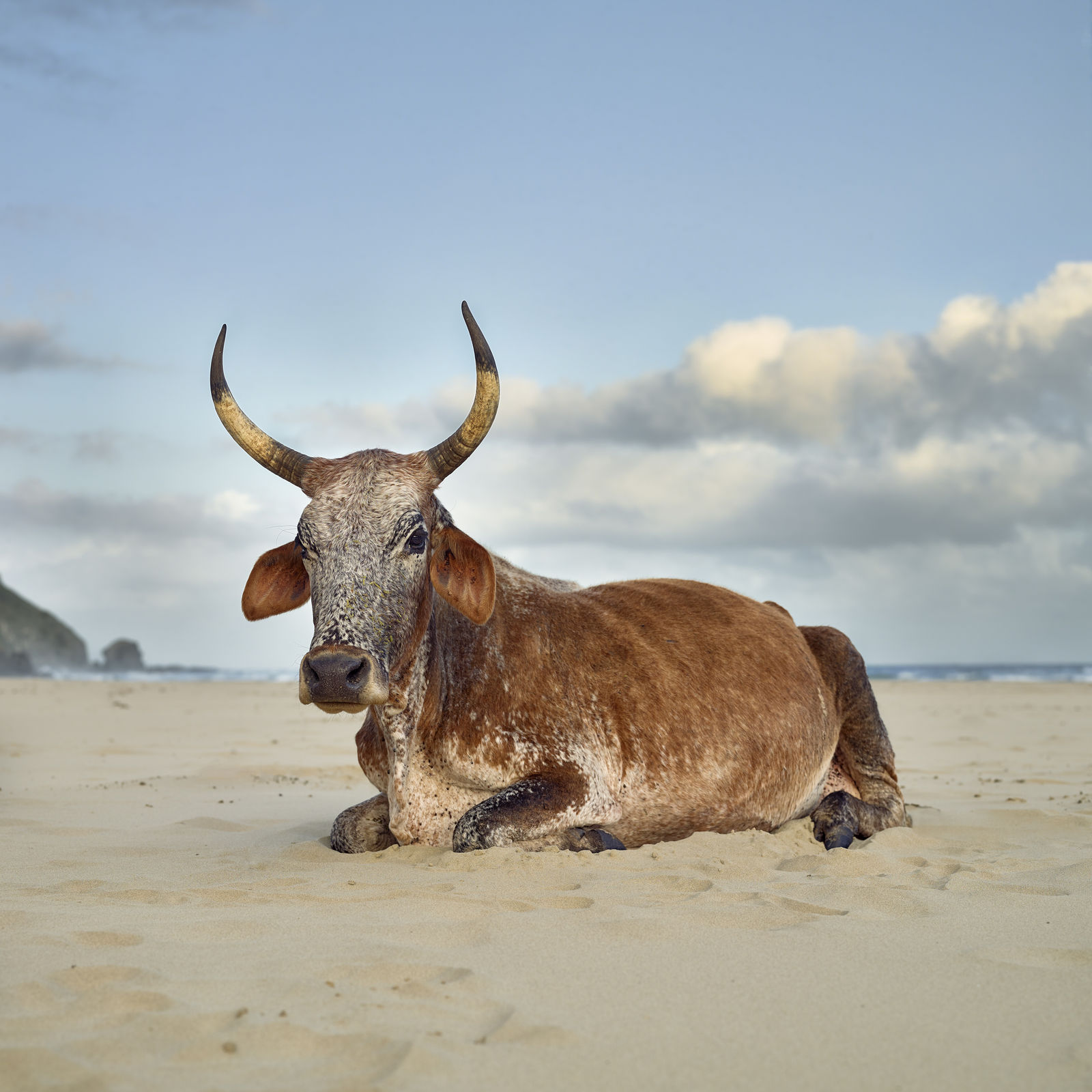 Daniel Naudé, Xhosa Nguni cow sitting on the shore. Mpande, Eastern Cape, South Africa, 2019
