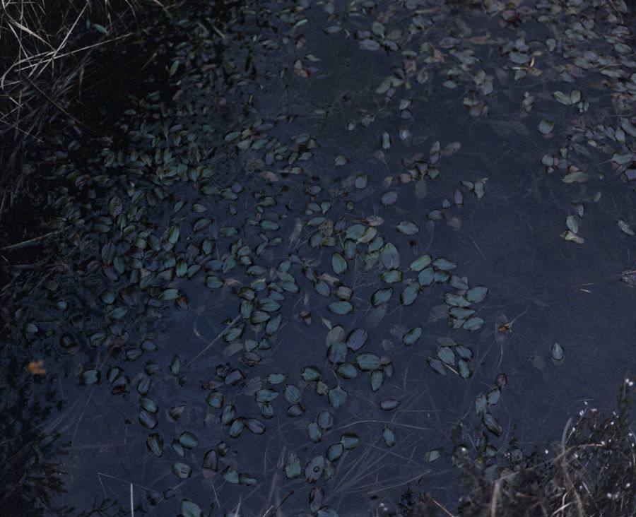 Chrystel Lebas, Re-visiting Potamogeton polygonifolius. Plate n°1253, Arrochar, May 2014 56°13.413’N 4°43.808’W, 2014