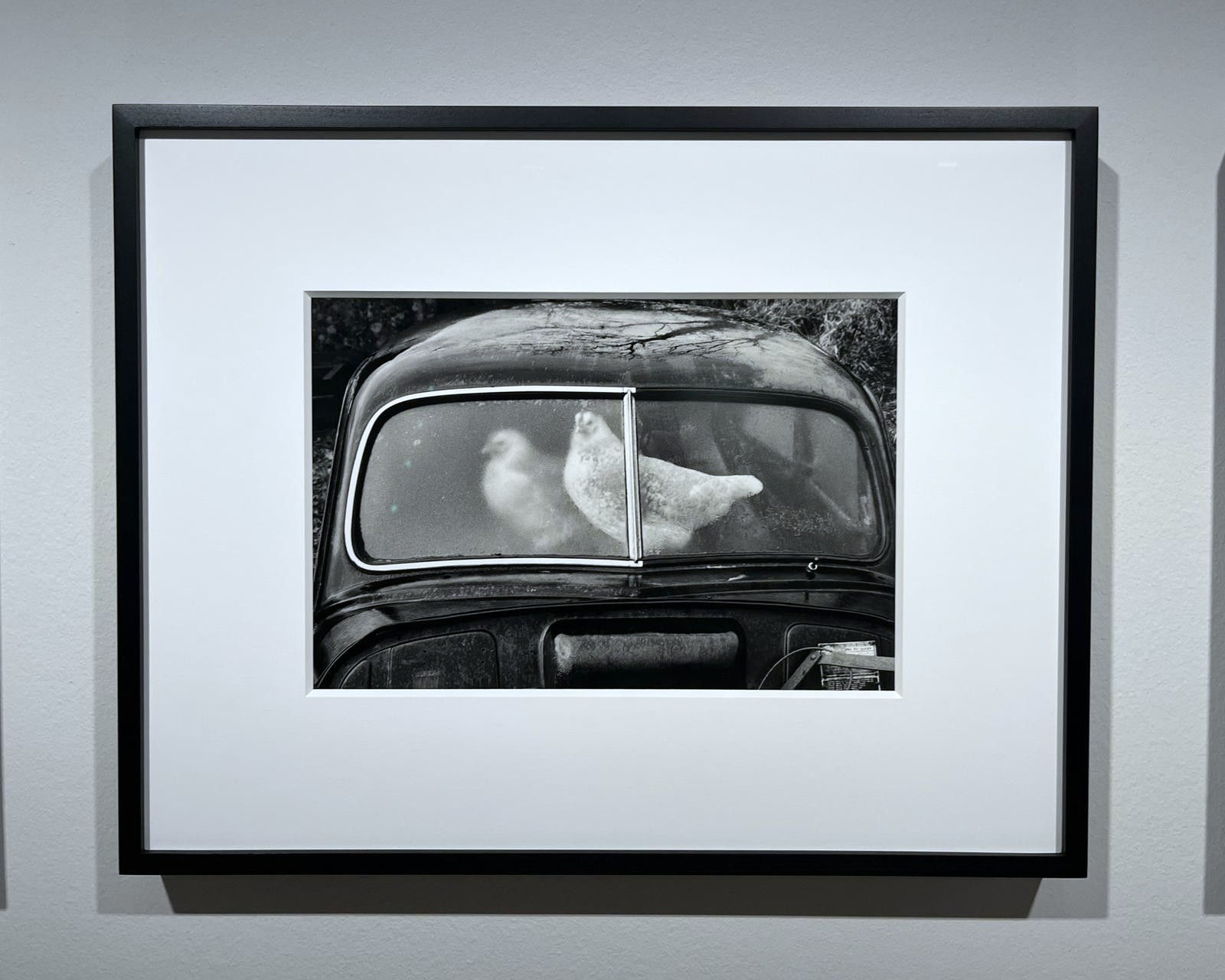 Martin Parr, County Sligo, Glencar, Abandoned Morris Minors, 1981