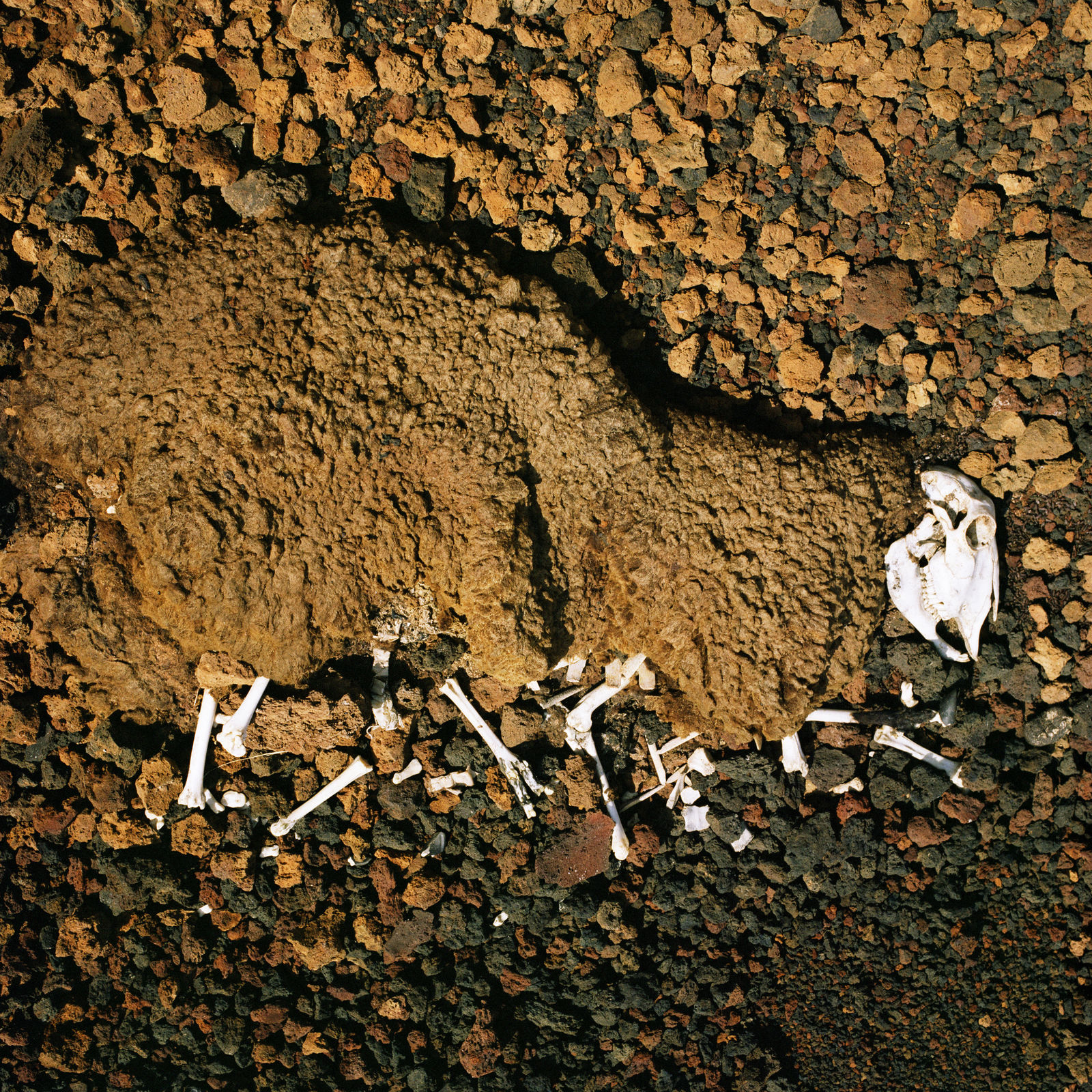 Jon Tonks, Sheep Carcass, Ascension Island, August 2007