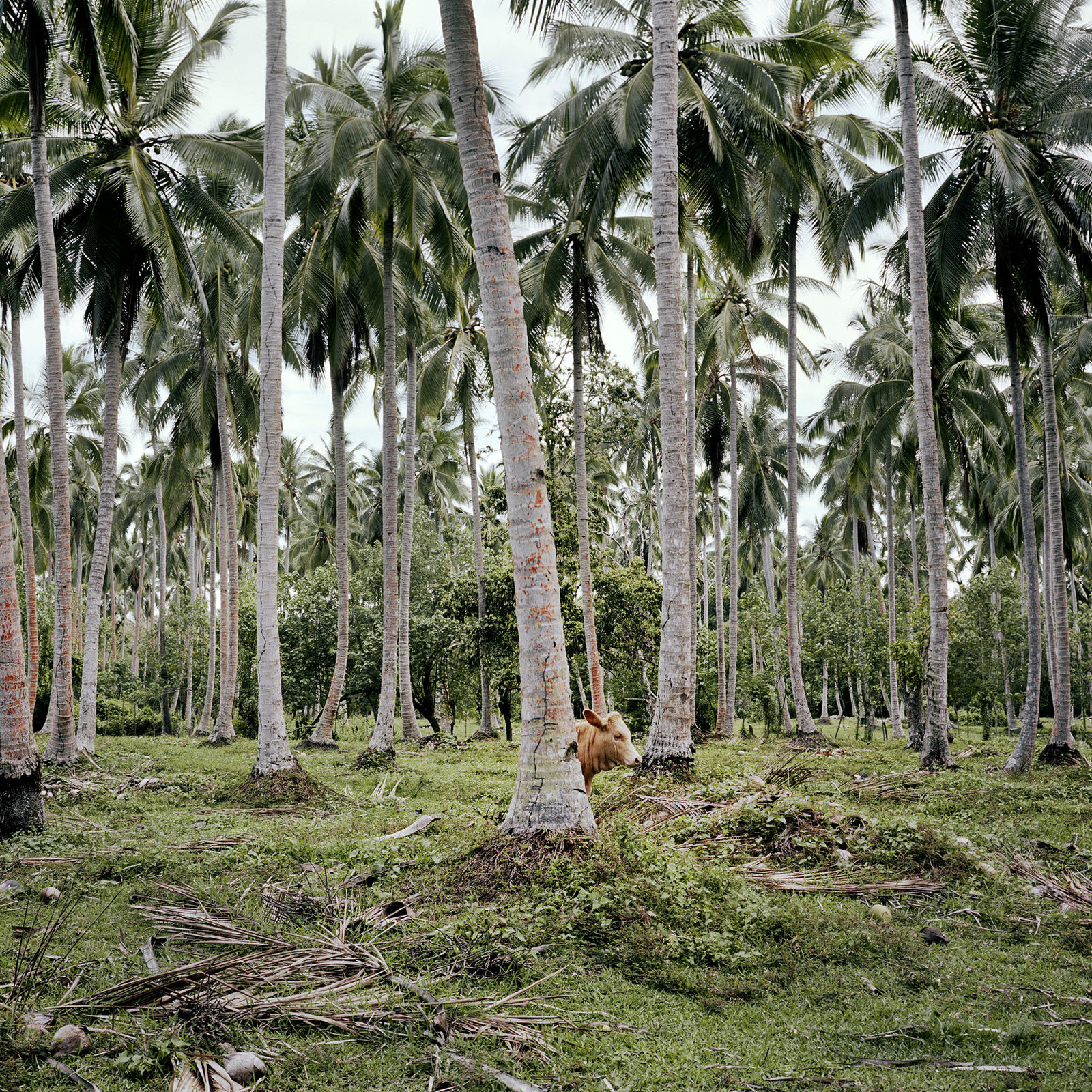 Jon Tonks, Cow amongst palm trees, Vanuatu, 2015