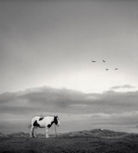 Pentti Sammallahti, Druridge Bay, England, 1998