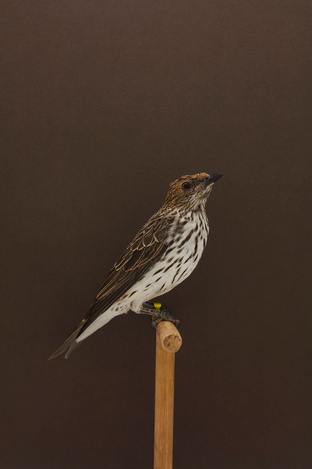 Luke Stephenson, Amethyst Starling #1, 2019