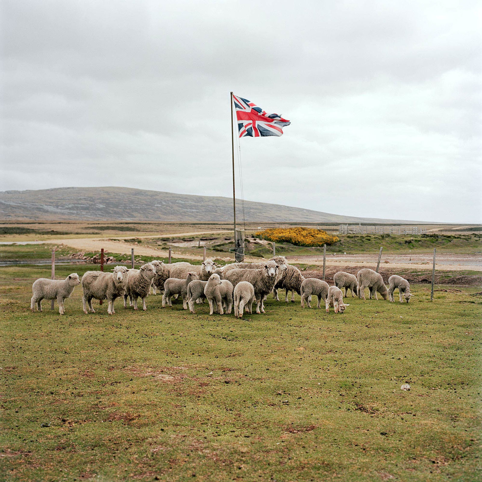 Jon Tonks, A Gather of Sheep, Long Island Farm, Falkland Islands, 2011