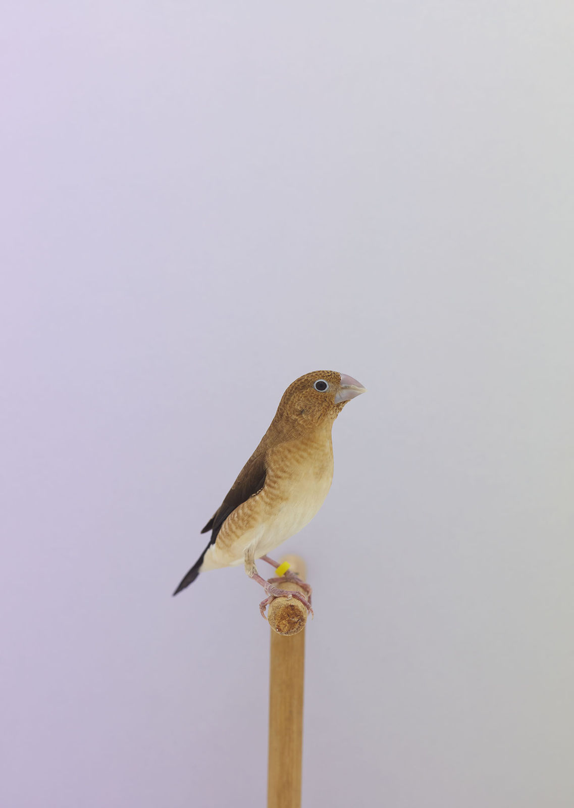 Luke Stephenson, Indian Silverbill #1, 2015