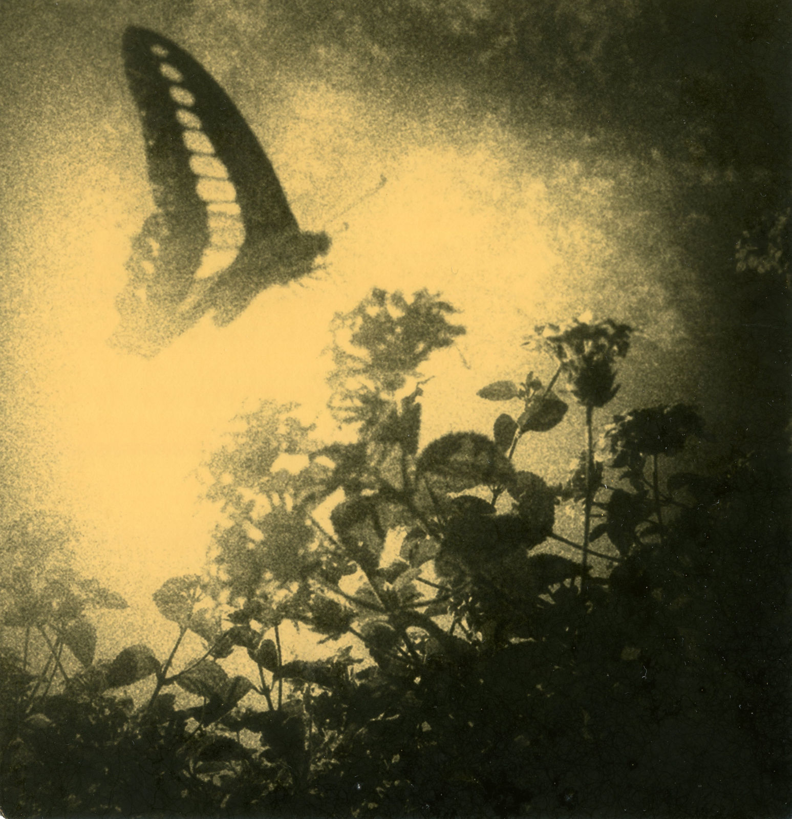 Miho Kajioka, BK0496 , 2014