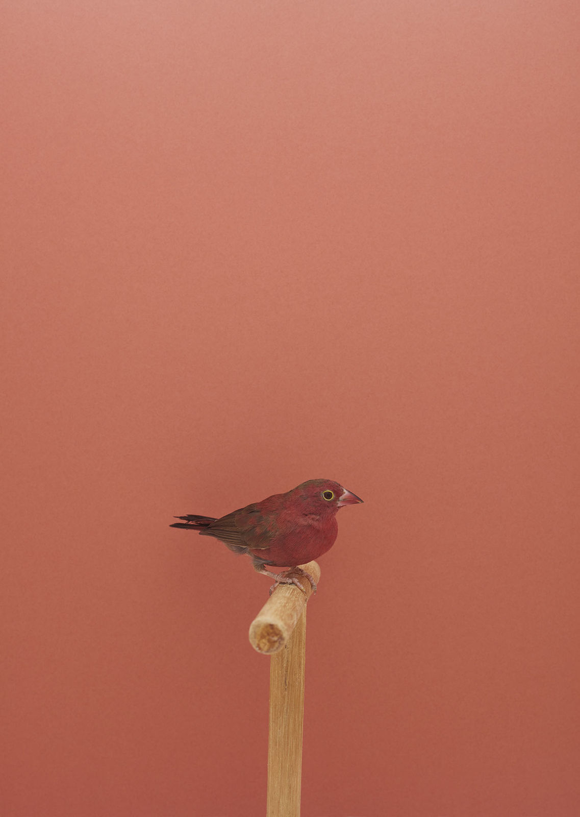 Luke Stephenson, Red Billed Fire Finch #1, 2016