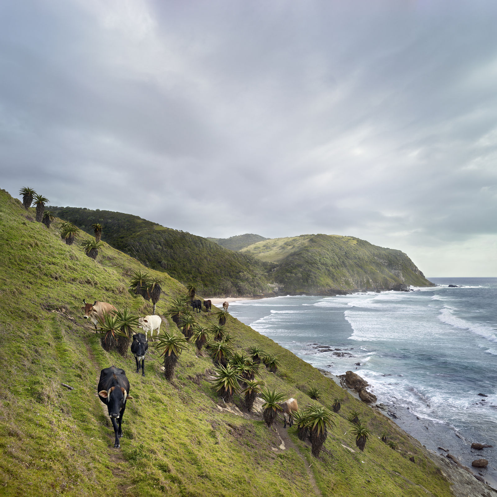 Daniel Naudé, Xhosa cattle at Sinangwana river mouth. Eastern Cape, South Africa, 2019