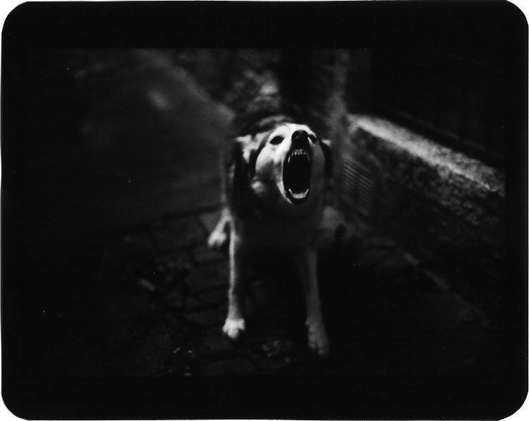 Giacomo Brunelli, Dog Barking, 2005-2009
