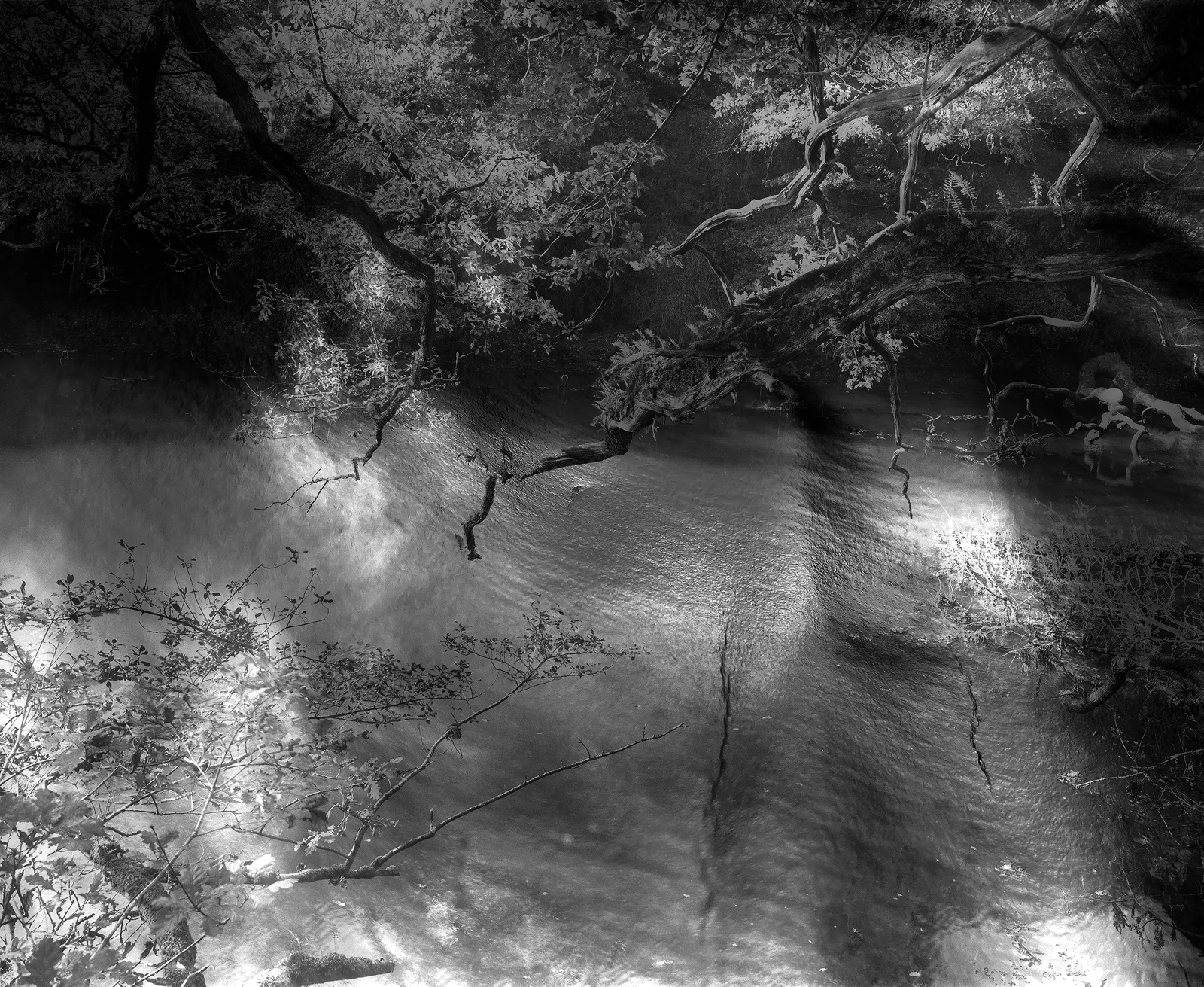 Nicholas Hughes, Untitled #29