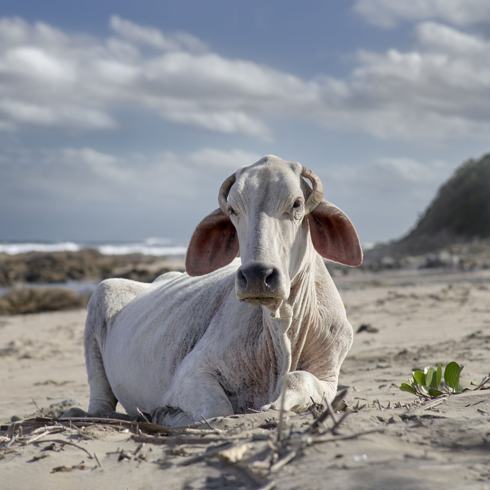 Daniel Naudé, Xhosa cow sitting on the shore. Mnenu river mouth, Eastern Cape, South Africa, 2019