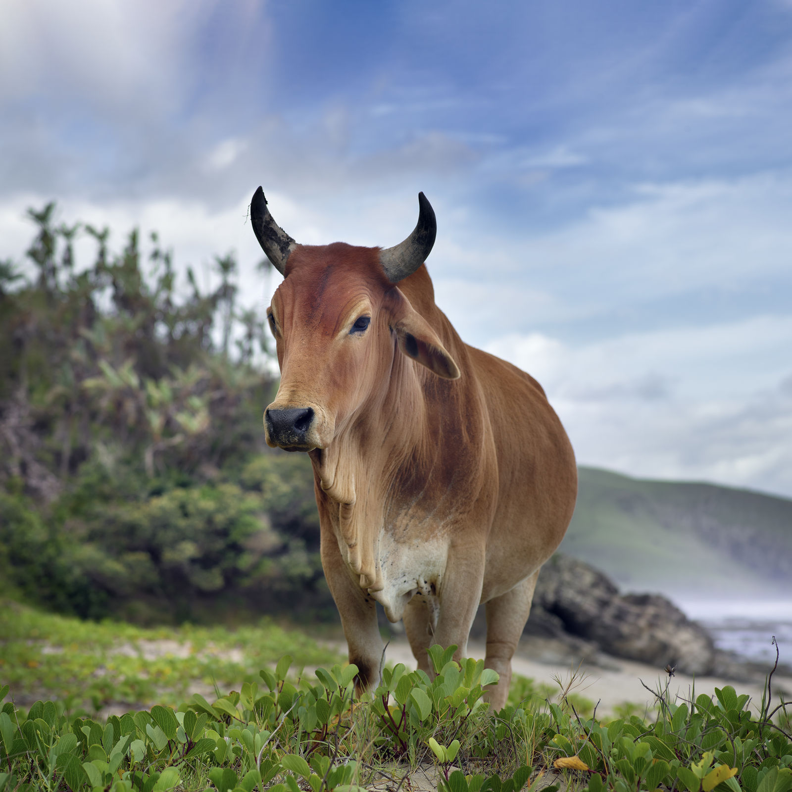Daniel Naudé, Young Xhosa bull. Hluleka, Eastern Cape, South Africa, 2019