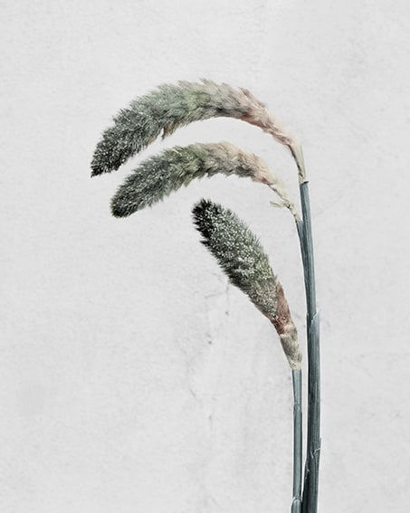 Vee Speers, Pennisetum, 2016