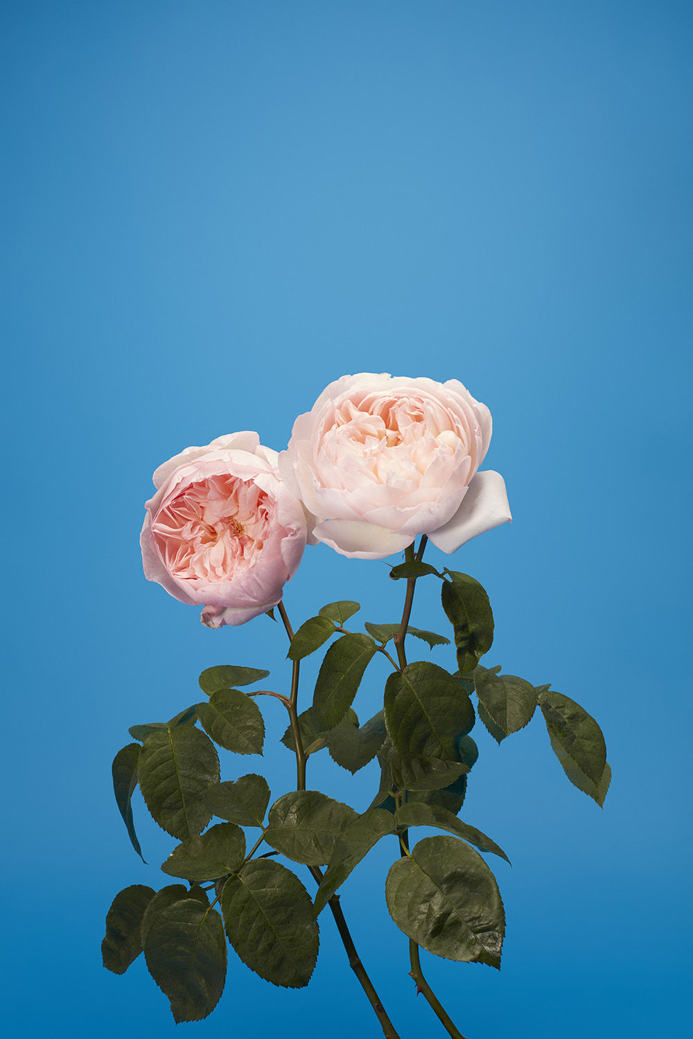 Luke Stephenson, Gentle Hermione, 2017