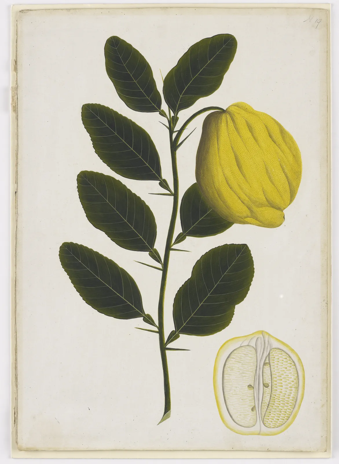 Botanical Study From The Rutaceae Family, Genus Citrus, c.1800