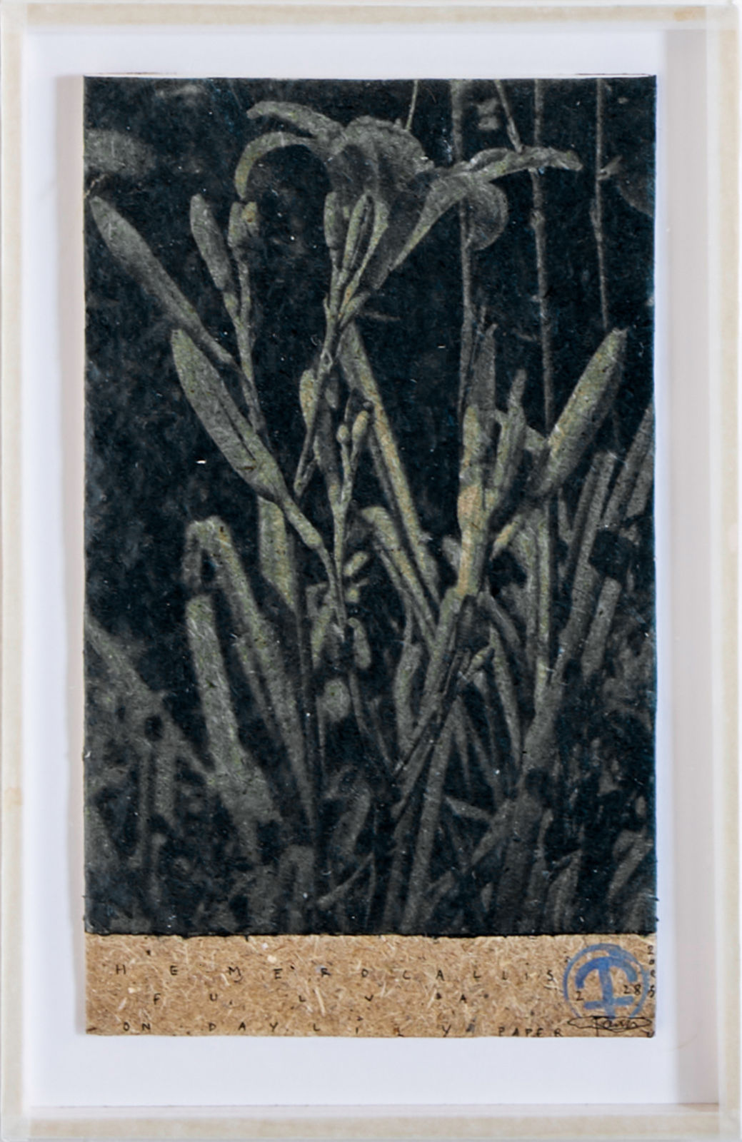 Parme Baratier, Hemerocallis Fulva (Tawny Daylily), 2023