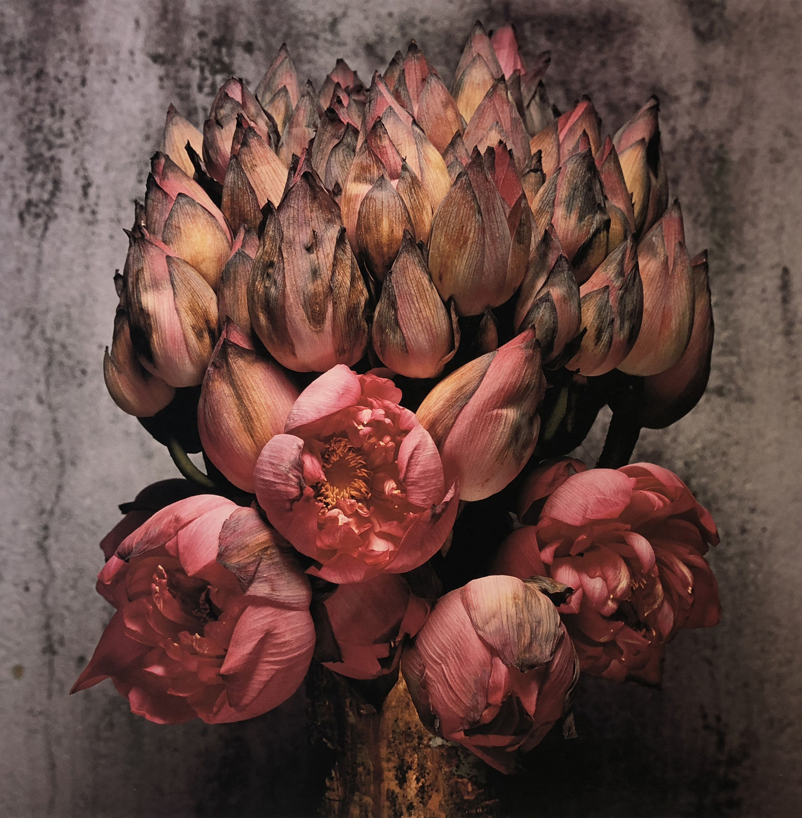 John Stewart, Bunch of Lotuses, 1995