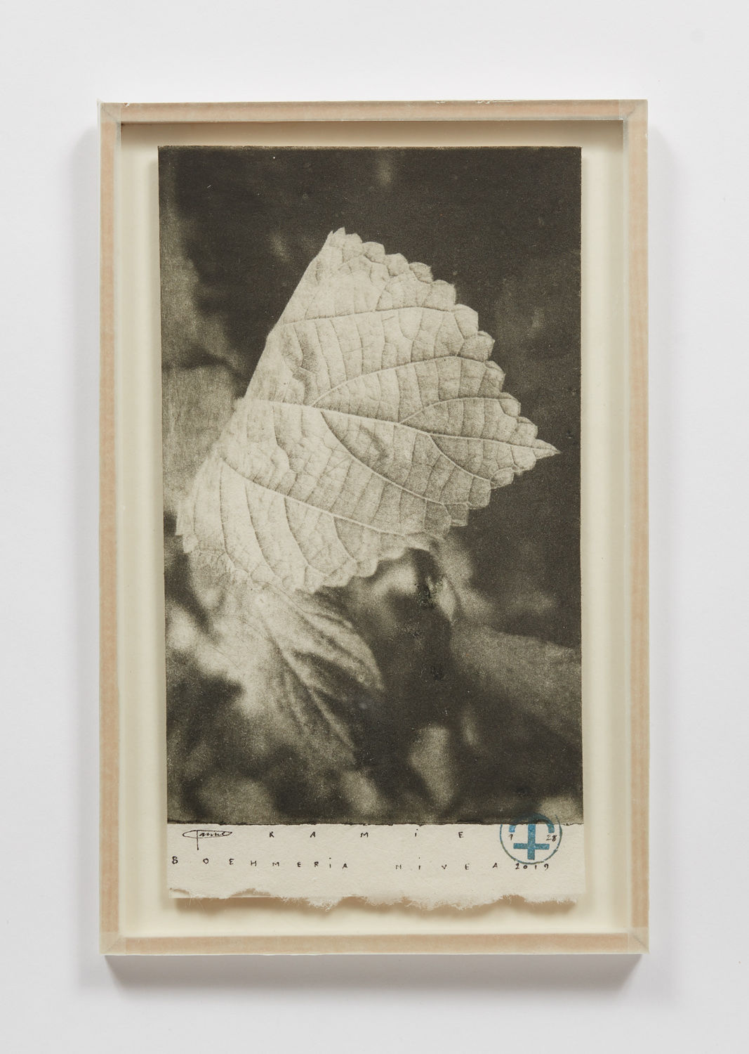 Parme Baratier, Boehmeria Nivea, 2008 - 2019