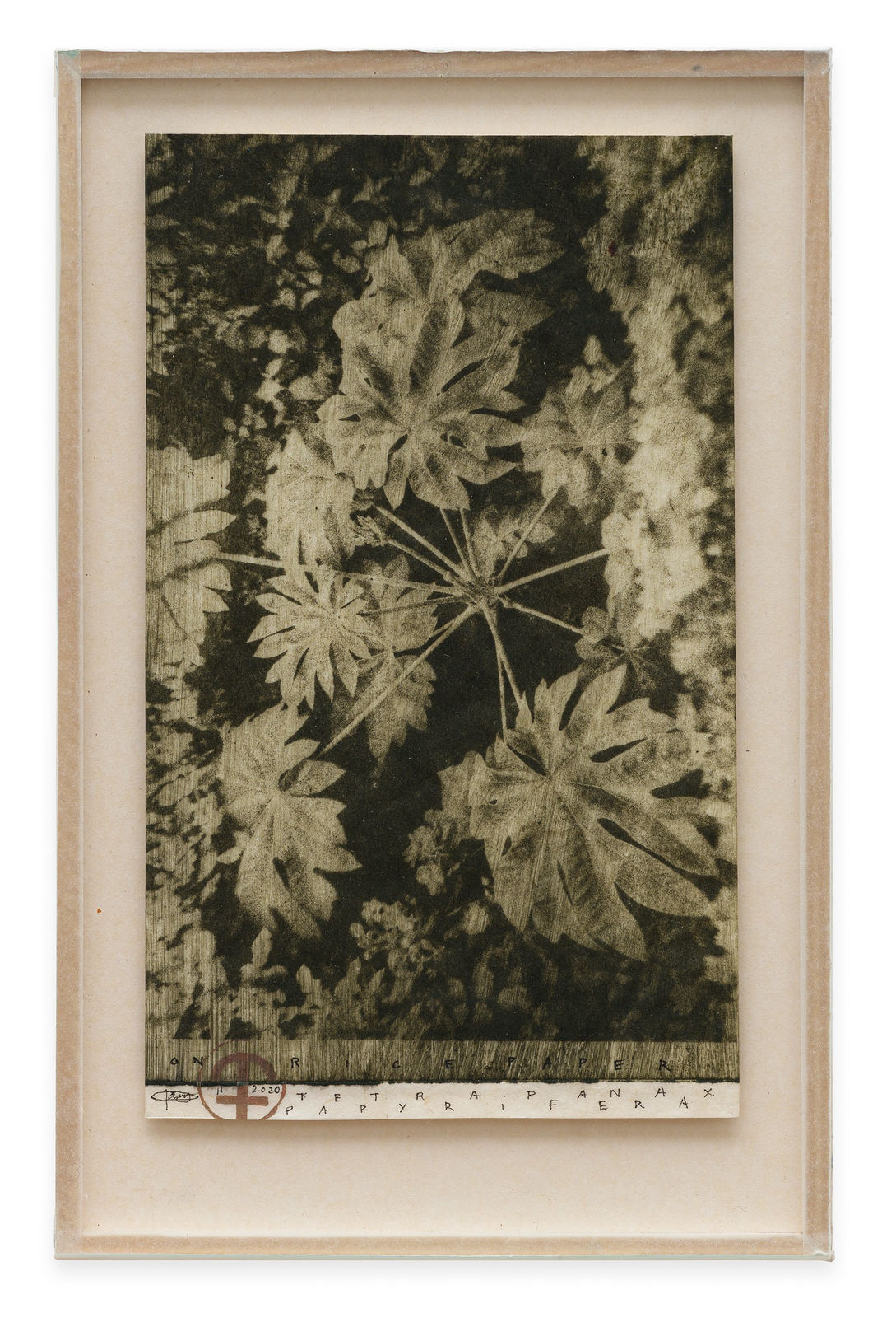 Parme Baratier, Tetrapanaza Papyrifera Long Leaves (Rice Paper Plant), 2020