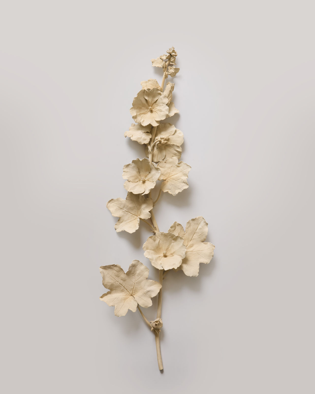 Kaori Tatebayashi, *Hollyhock I, 2025