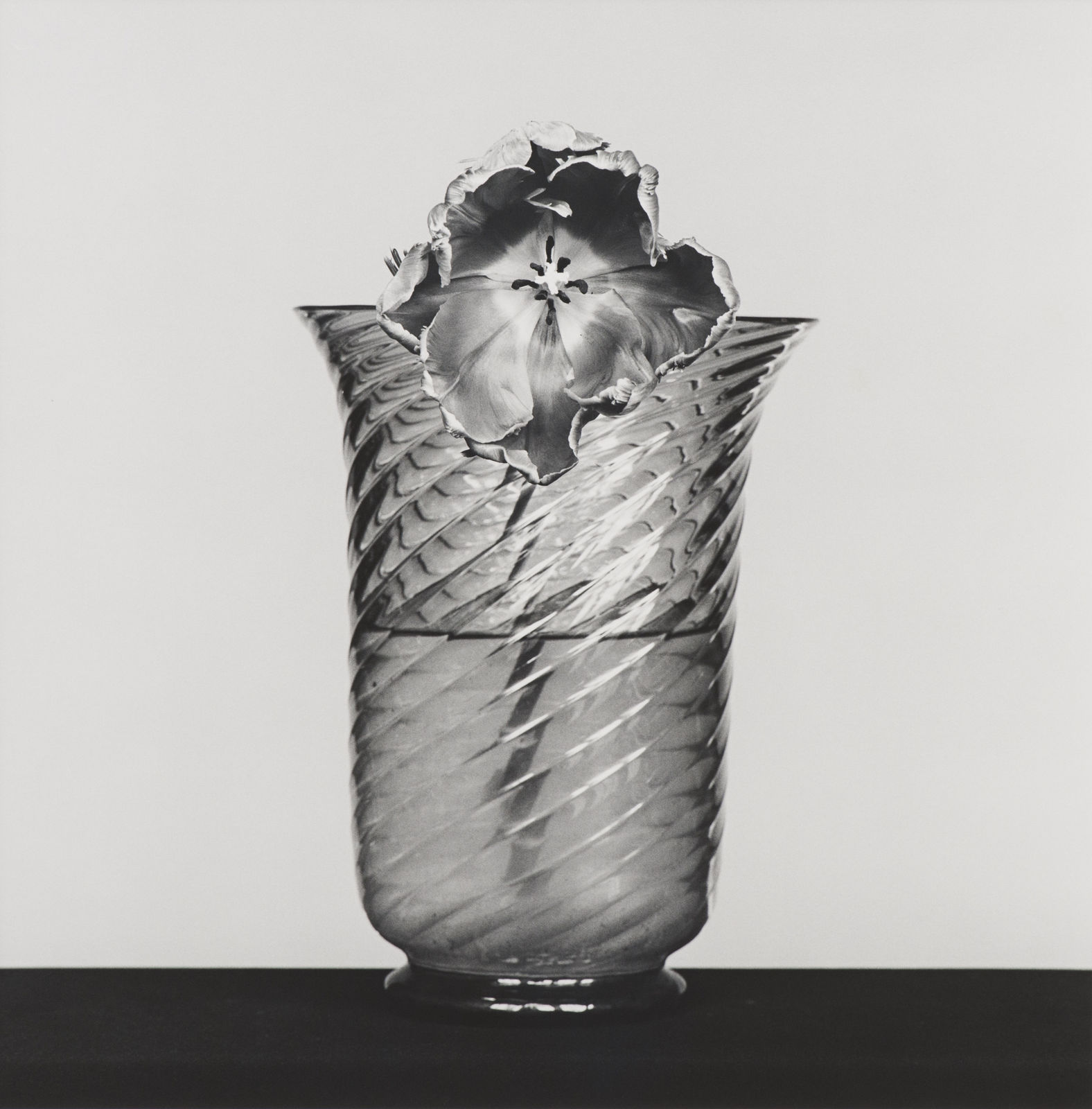 Robert Mapplethorpe, Tulip, 1982