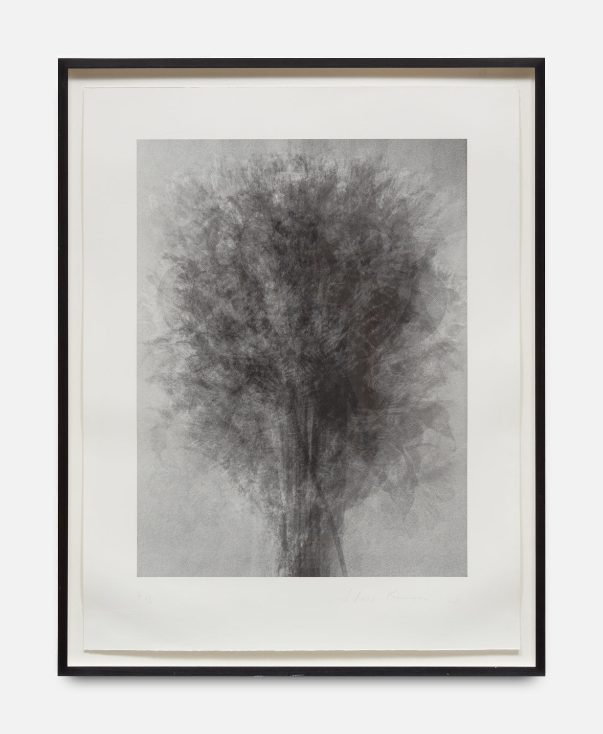 Idris Khan, Blossfeldt...After Blossfeldt ‘Art Forms in Nature’, 2008