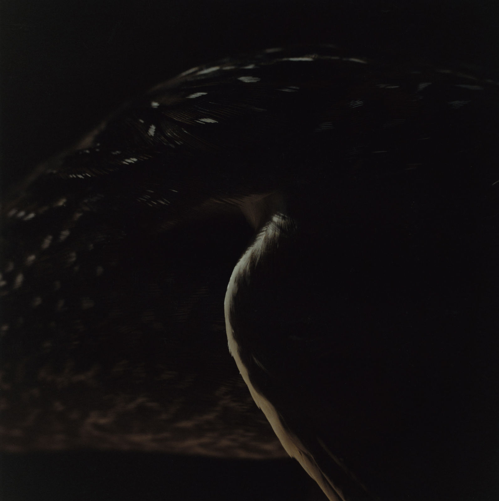 Edith Marie Pasquier, Interior, Wing, Summer, 2011