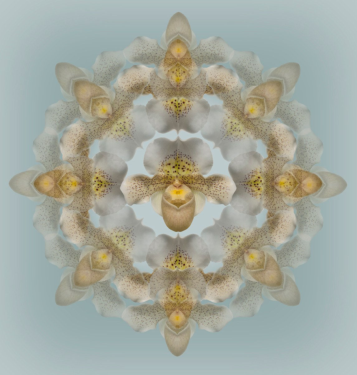 Wayne Shimabukuro, Paph Freckles, 2023