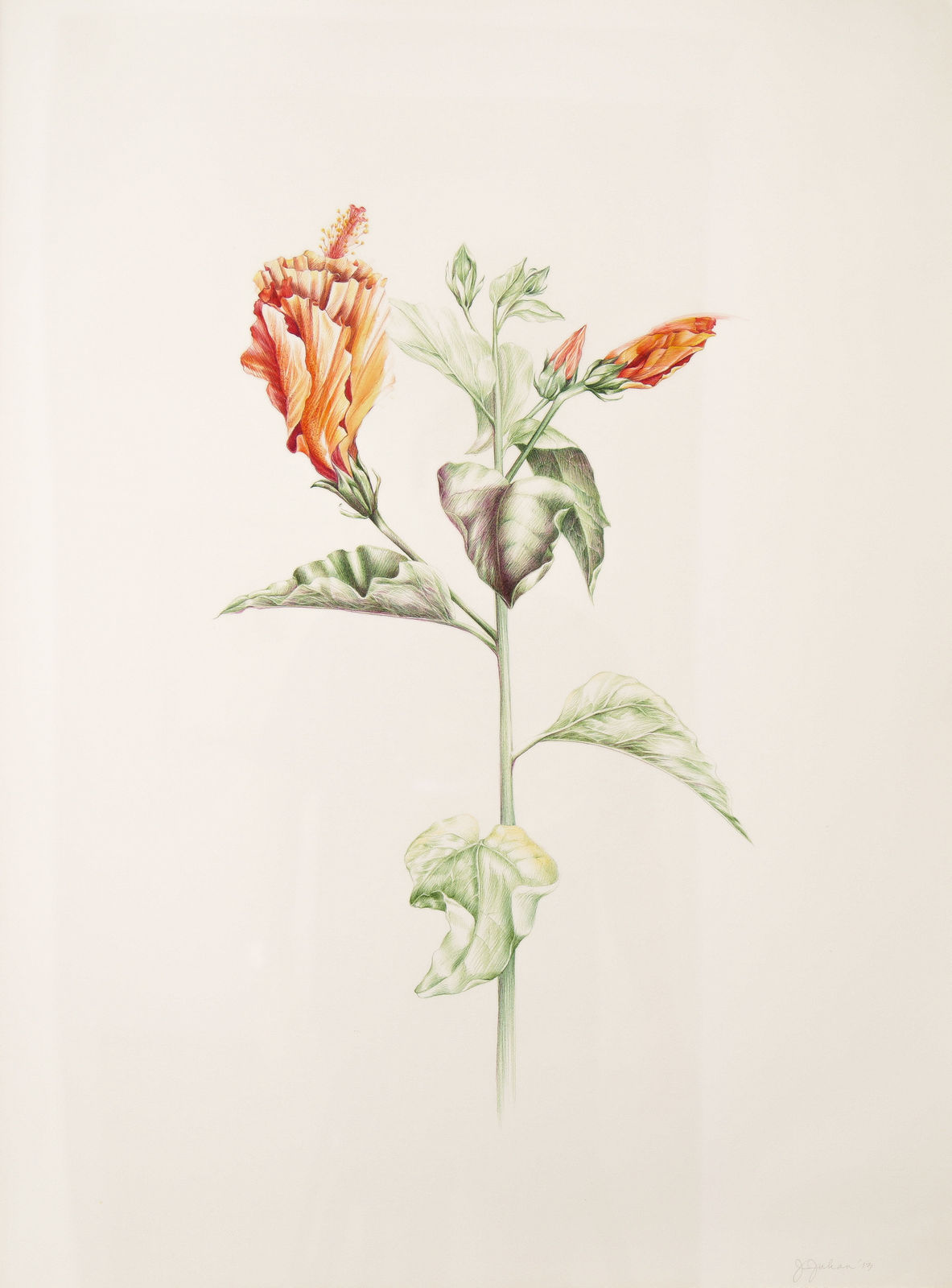 Joanne Julian, Golden Hibiscus, 2013