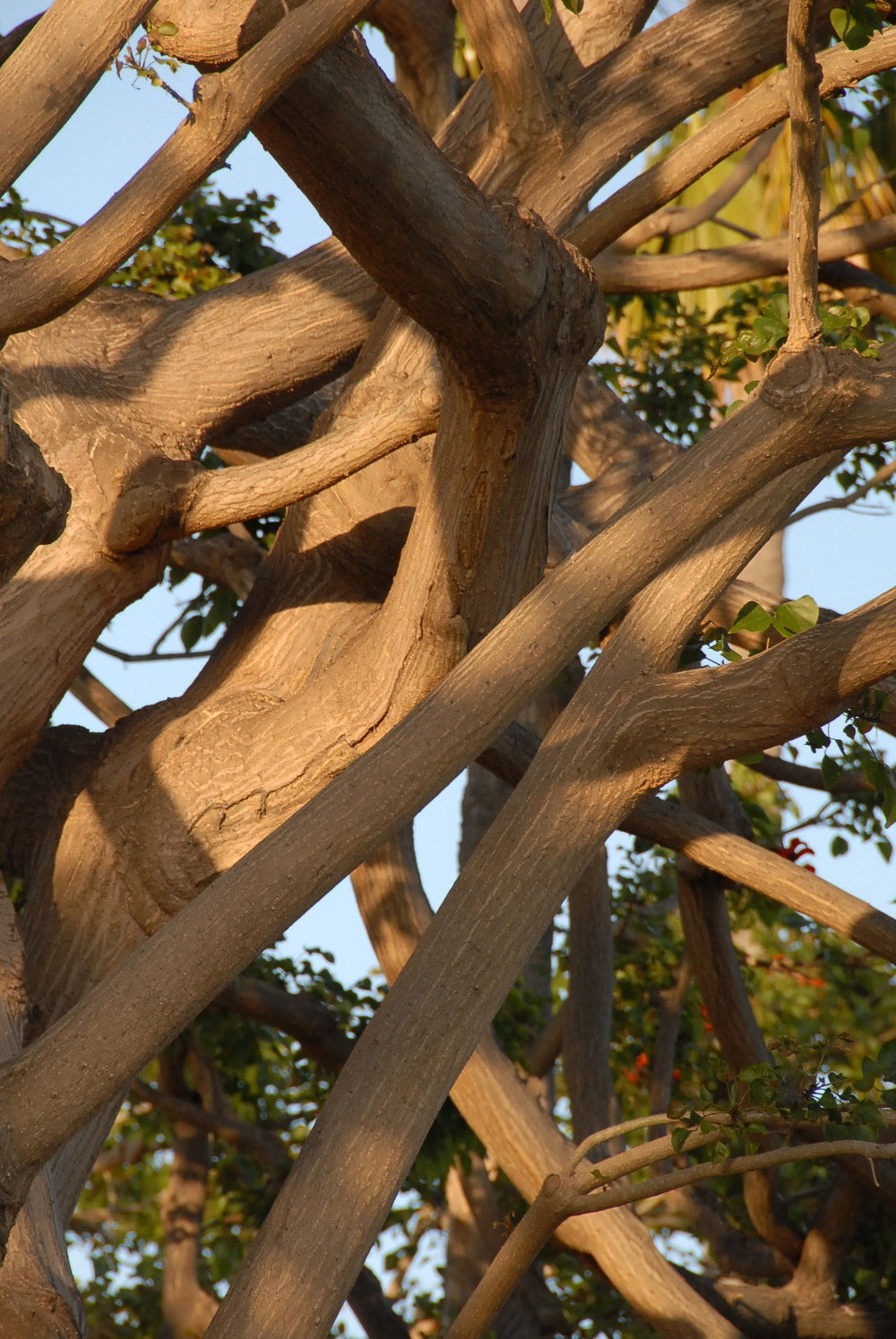 Luigia Gio Martelloni, The Nature of All Being Within Itself (Skin & Bone), 2015