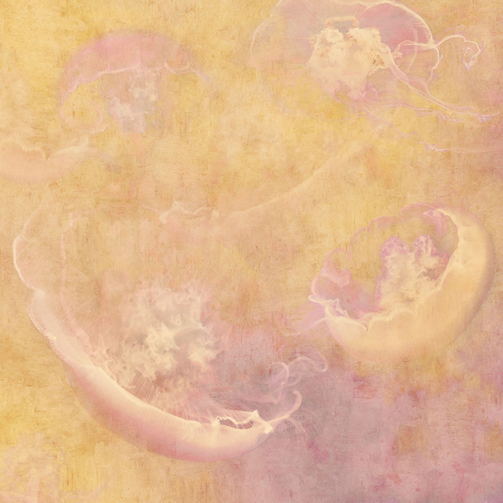 Stylised Photograph of jellyfish in tones of yellow and pink by british artist Nadia Attura. Turner Art Perspective, Essex gallery