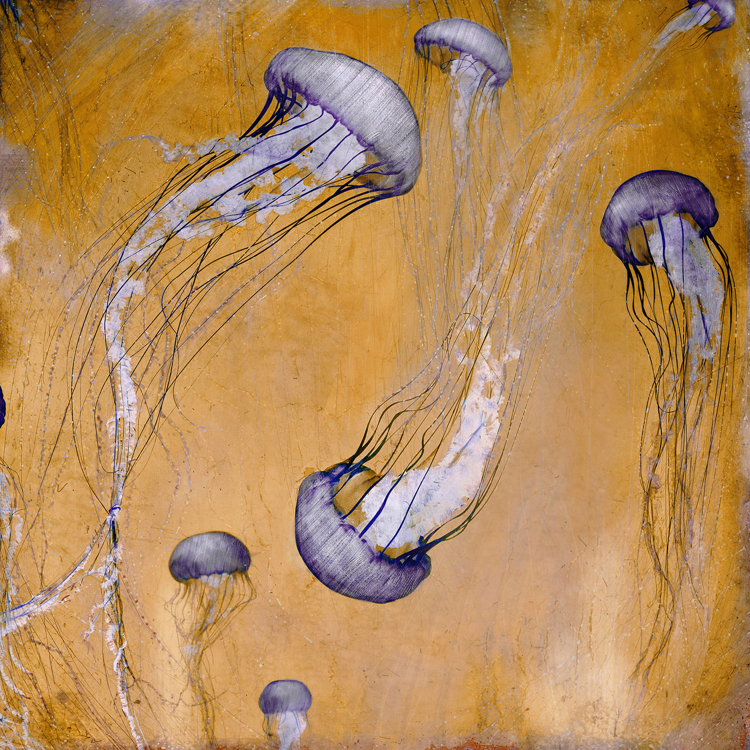 Stylised Photograph of jellyfish in gold and purple by british artist Nadia Attura. Turner Art Perspective, Essex gallery