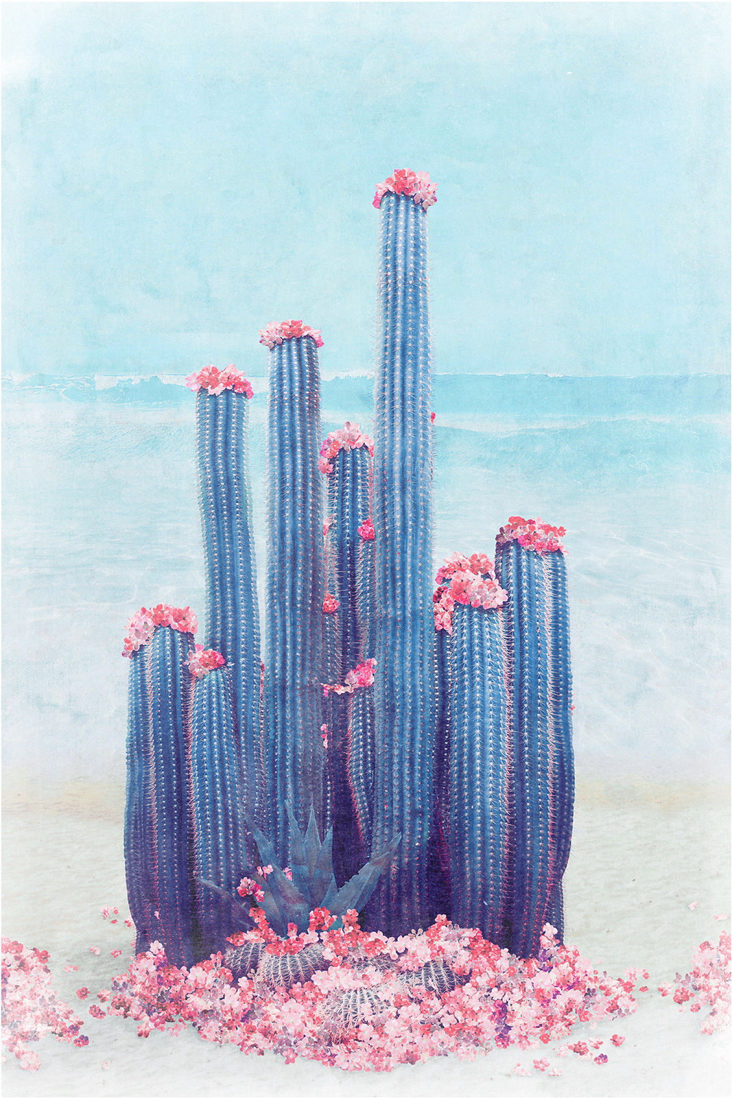 Cactus print by artist and photographer nadia Attura depicting a cactus and pink cactus flowers. Turner Art perspective, essex gallery