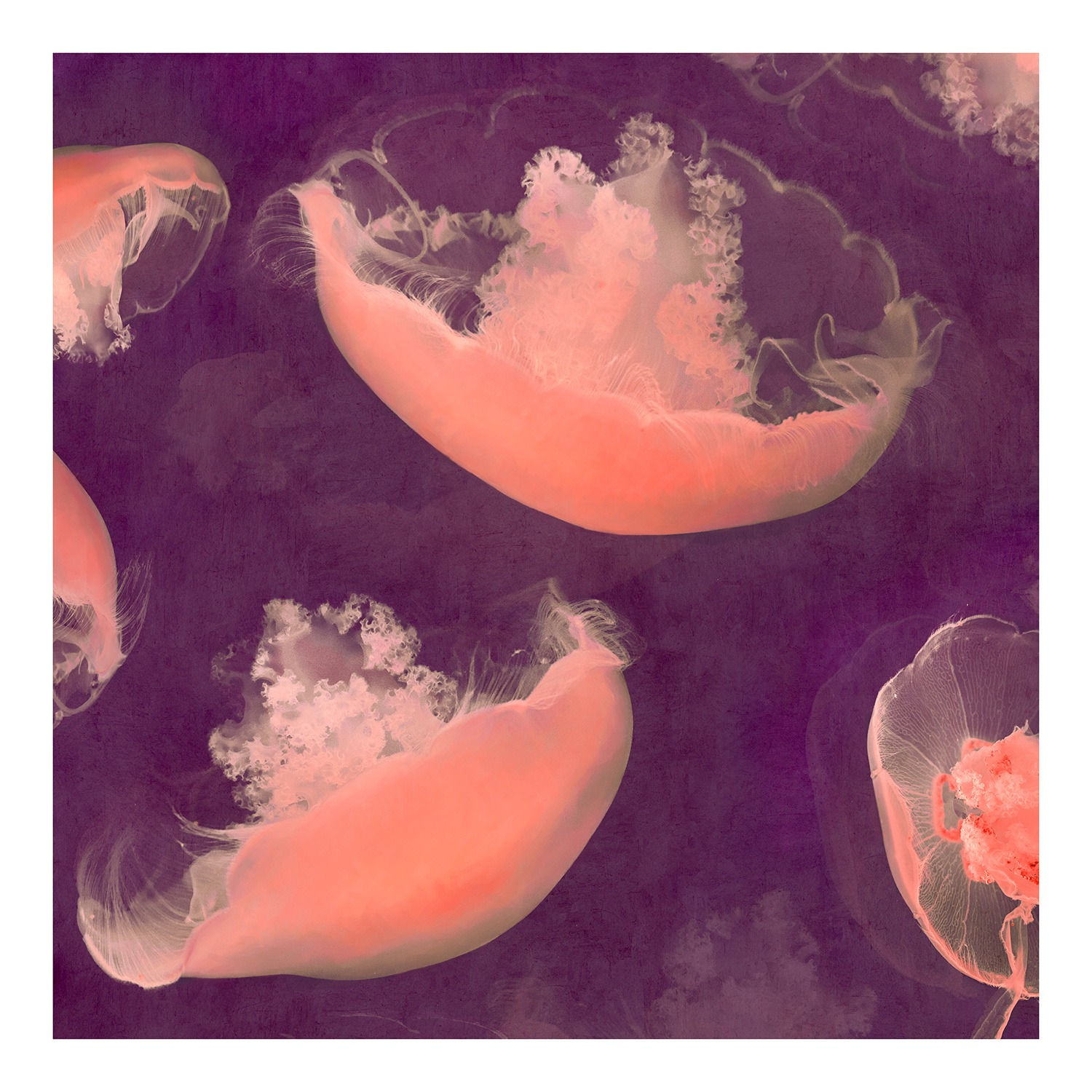 Stylised Photograph of jellyfish in Mulberry and pink by british artist Nadia Attura. Turner Art Perspective, Essex gallery