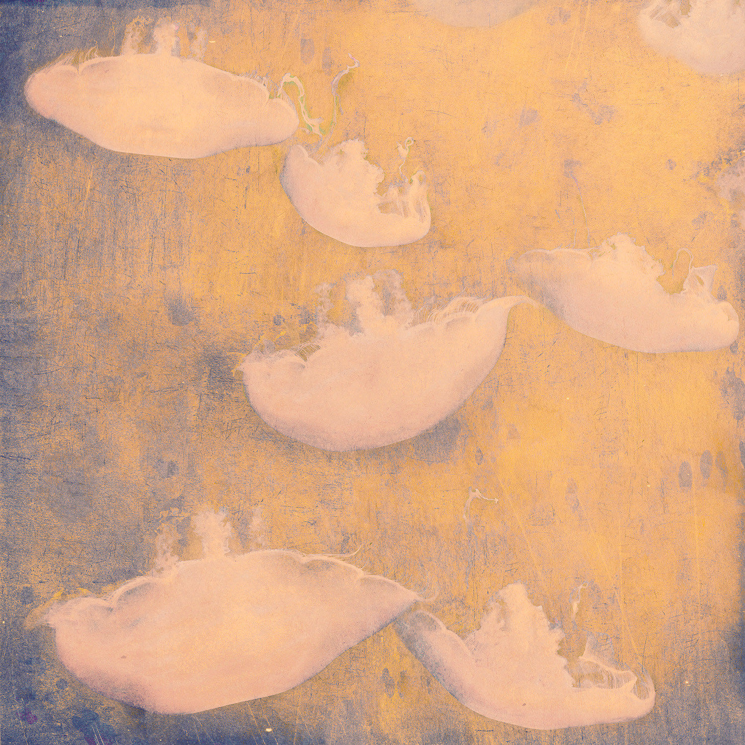 Stylised Photograph of jellyfish in pink tones by british artist Nadia Attura. Turner Art Perspective, Essex gallery
