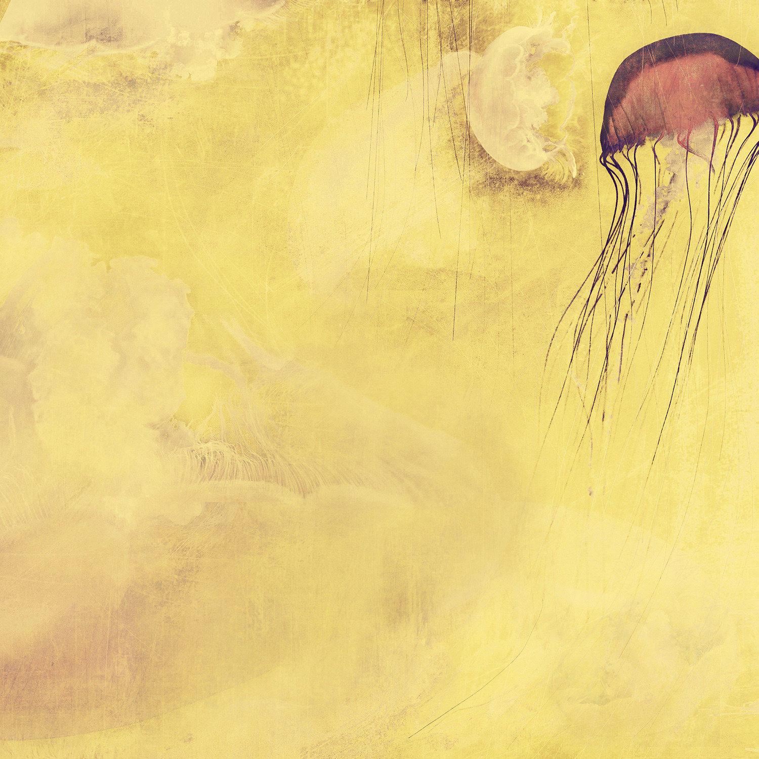 Stylised Photograph of jellyfish in tones of yellow by british artist Nadia Attura. Turner Art Perspective, Essex gallery