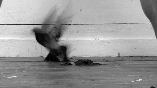 Kevin Harman, Shit Bird, 2009