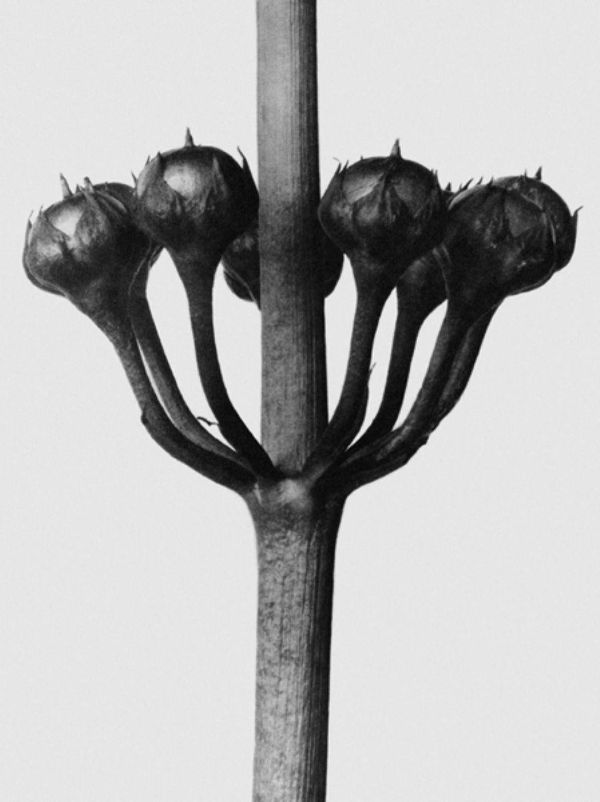 Karl Blossfeldt, Art Forms in Nature
