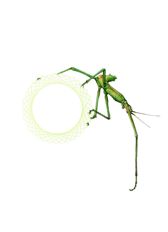 Rose Sanderson, Allure II