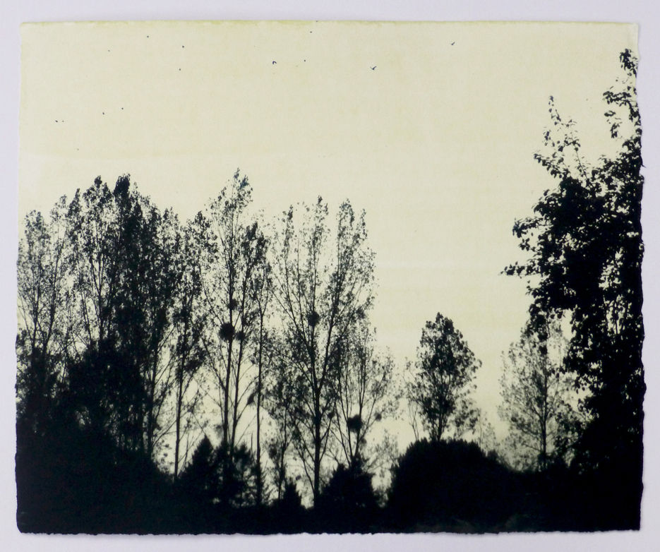 Luella Martin, Lacy Trees