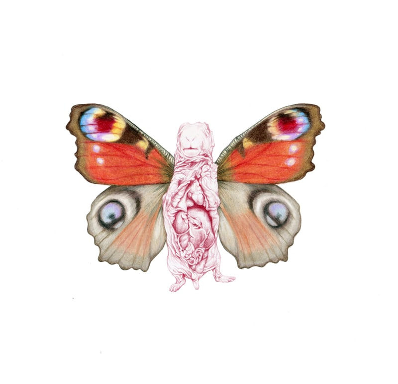 Rose Sanderson, A Fine Specimen II