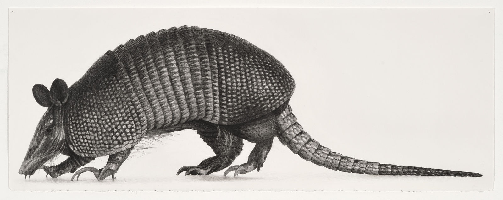 Karl Haendel, Armadillo 2, 2025