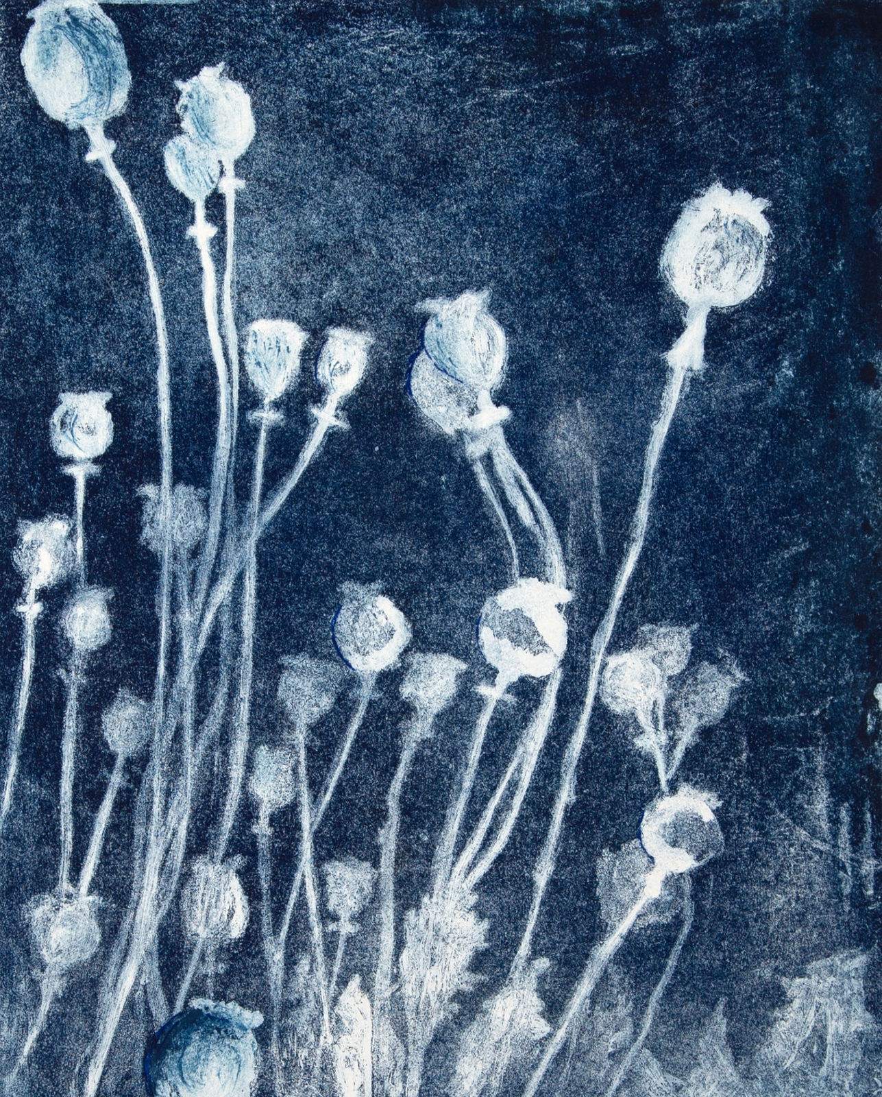 Sarah Seddon, Poppy Heads