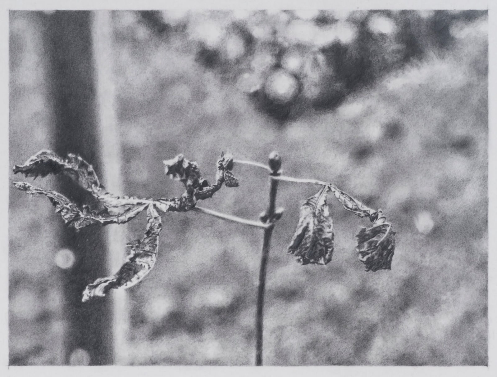 Richard Forster, March Interior, 2007