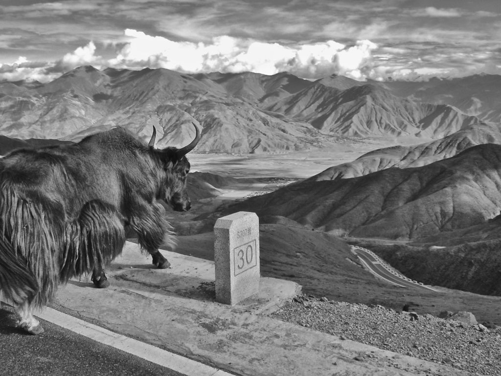 Riccardo Wolfgang, Yak looking at the Tibet vast mountains and the human influence "photography", 2005