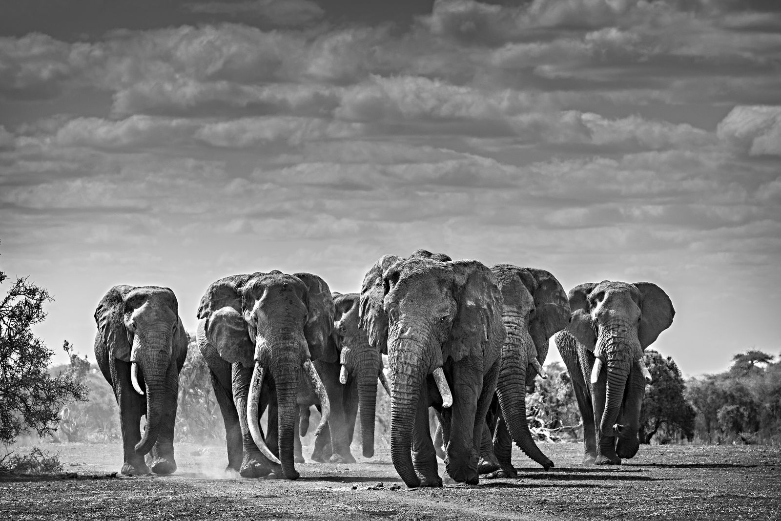 Michel Ghatan, The RAT PACK. Tawi, Kenya, 2020