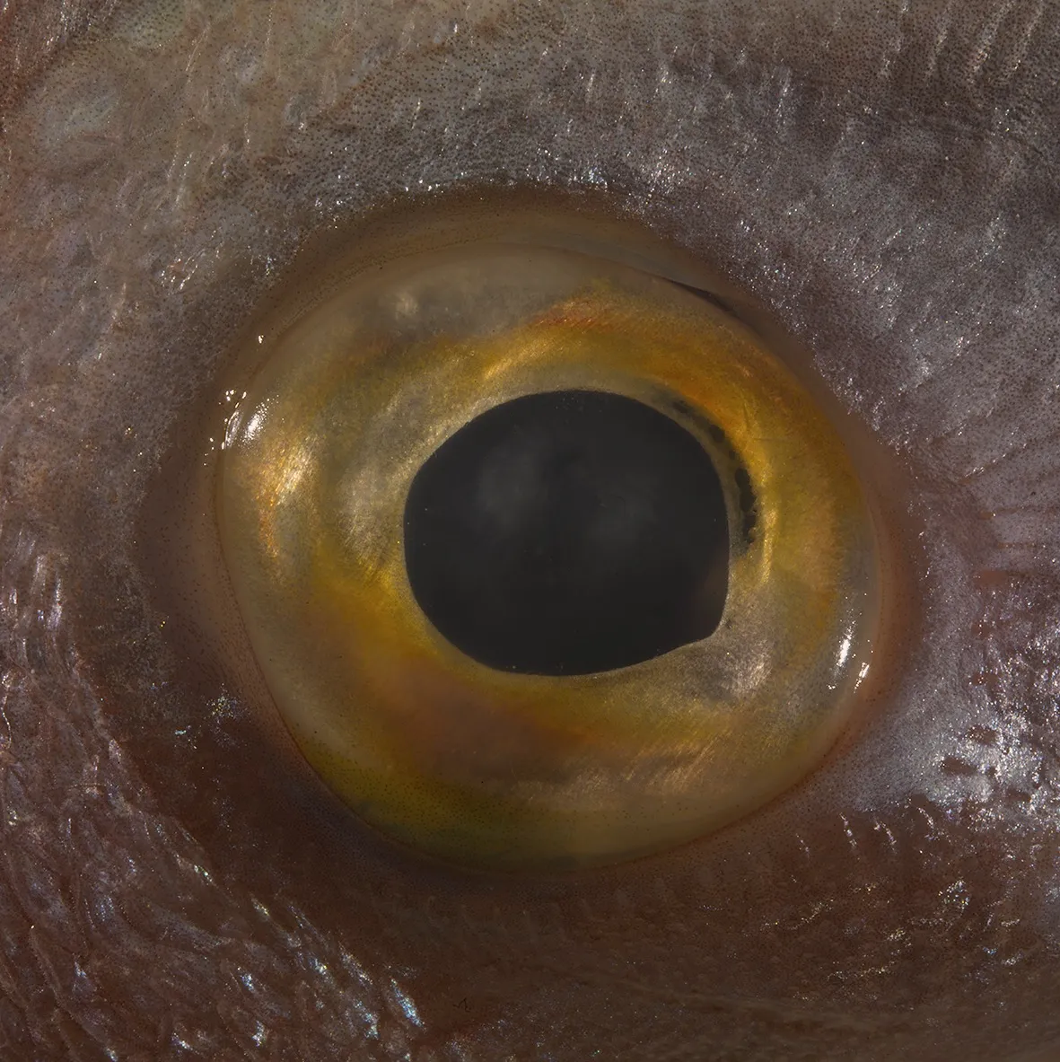 Bruna Esposito, Fish Eye, 2016